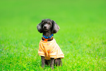 Pet in animal clothes is in outdoors. Small dog in orange yellow sweatshirt sitting on the grass and looking at the camera, copy space