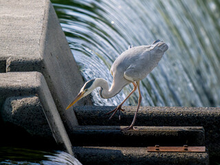 水辺で魚を食べるアオサギ