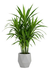 Areca Palm Plant in Pot | Tanaman Palem Areca dalam Pot