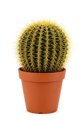 Golden Barrel Cactus in Pot | Kaktus Bola Emas dalam Pot