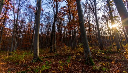 Naklejka premium Autumn forest floor at sunset