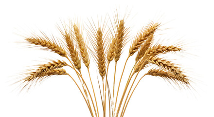 Fototapeta premium Golden wheat stalks with ripe grain heads clustered together against a stark black background