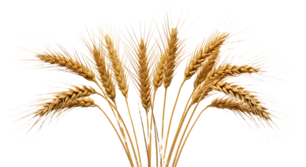 Golden wheat stalks with ripe grain heads clustered together against a stark black background