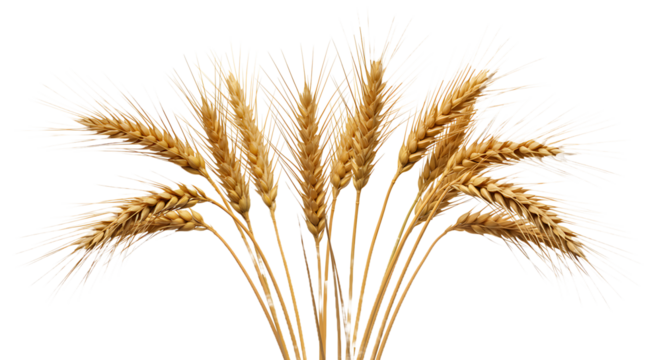 Golden wheat stalks with ripe grain heads clustered together against a stark black background