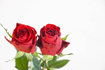 赤い薔薇
