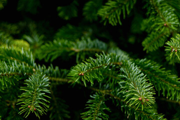 Christmas tree branches create a dense and vibrant foliage backdrop