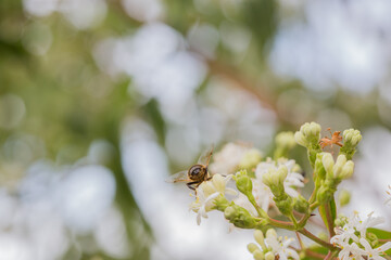 White blossoms of seven-son flower tree (Heptacodium miconioides), very insect friendly plant, macro