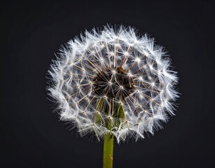Close-up of a dandelion seed head