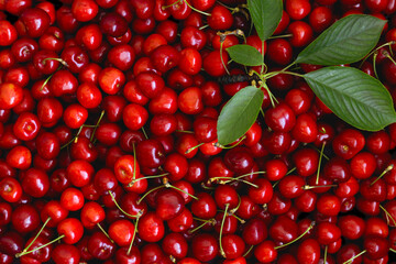 Fresh cherries spread out with green leaves on a dark surface