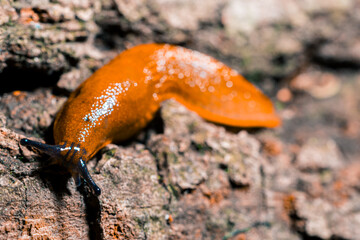 small macro photography of snail without shell soft focus in foreground head part and blurred background view