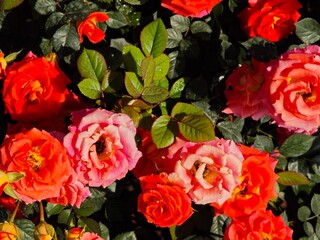 Red roses blooming in garden. 
