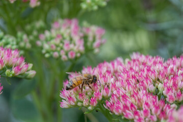 Insect friendly pink sedum flower with bee