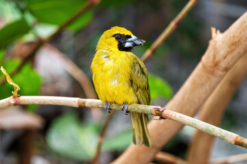 A vibrant yellow Southern Masked Weaver perches gracefully on a thin branch. Bird eating small worm