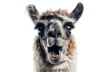 Surprised alpaca with funny face expression isolated on transparent background