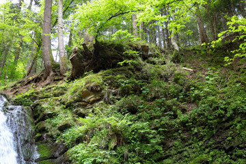 Obraz premium ​A rocky slope covered in moss and dense green vegetation. Trees grow on the top, and part of a mountain waterfall is visible on the left, creating an atmosphere of wild and vibrant nature.