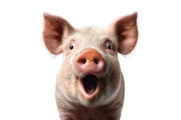 Cute pig with surprised face and open mouth isolated on transparent background