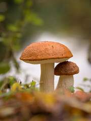 Two wild mushrooms in autumn forest