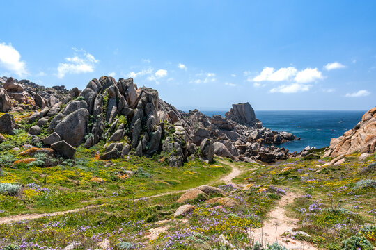 Rocky cliffs and wildflowers at Capo Testa overlooking the sea in Sardinia