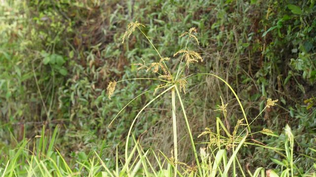 Purple Nutsedge (Cyperus rotundus), also known as nut grass or nut sedge