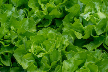 Butterhead Lettuce Macro – Crisp Green Leaves Growing in Organic Garden