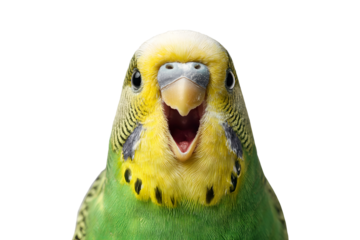 Cute yellow green budgie bird with open beak isolated on transparent background