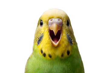 Cute yellow green budgie bird with open beak isolated on transparent background