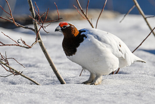 Camouflage in Crystal Silence (ptarmigan / perdiz nival)