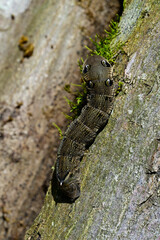 Caterpillar of the Elephant hawk moth // Raupe des Mittleren Weinschwärmers (Deilephila elpenor)