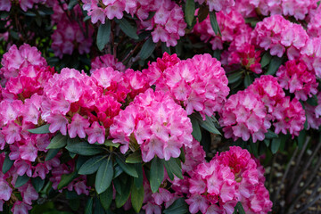 Pink Rhododendron Blossoms in Lush Garden Setting