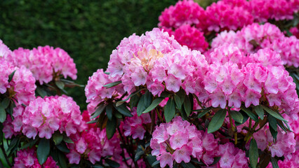 Pink Rhododendron Clusters in Bloom in Garden