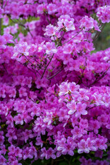 Vertical Close-Up of Pink Azalea Blossoms in Spring