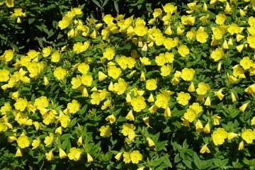 Numerous yellow flowers of sundrops in mid June