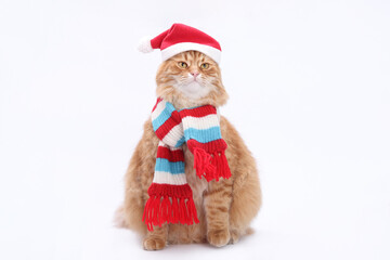 Cute ginger cat wearing a Santa hat and striped scarf, festive Christmas portrait, winter holiday mood, perfect for greeting cards, isolated on white background, studio photo