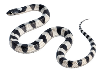 Banded sea krait, a venomous snake, isolated on transparent background
