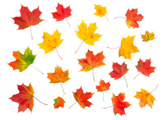 Colorful yellow red autumn maple leaves on white background. Top view, flat lay