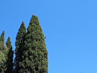 Tall green cypress trees against a perfectly clear blue sky. A beautiful, minimal background with ample copy space for travel blogs, quotes, or clean web design.