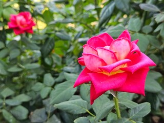 A vibrant pink rose in full bloom with a soft-focus garden background. Perfect for romance, beauty content, greeting cards, or any elegant floral-themed design.