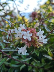 A beautiful macro shot of delicate white Abelia flowers. Perfect for botanical blogs, wellness themes, or as a fresh and elegant nature background