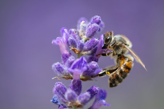 Honey bee collecting pollen on blooming lavender