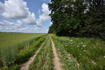 spikelets. road in the field. Fresh green young unripe juicy spikelets of wheat, green field. Oats, rye, barley. harvest in spring or summer. agricultural field, agriculture, farmland, agribusiness