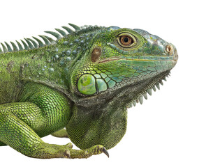 Obraz premium Lizard nature view isolated on transparent background