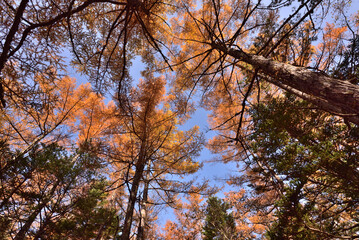 The beautiful view autumn foliage in Japan