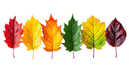 Vibrant Autumn Maple Leaves in Beautiful Fall Colors Scenic natural background featuring isolated on a transparent background