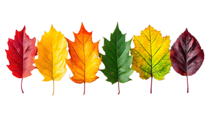 Vibrant Autumn Maple Leaves in Beautiful Fall Colors Scenic natural background featuring isolated on a transparent background