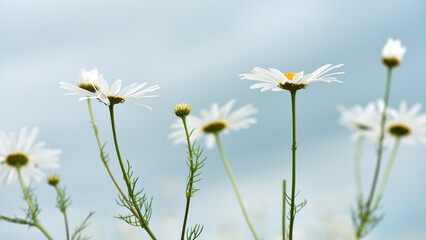 field daisies. chamomiles on summer day. white wild flower. Collecting pharmacy chamomile for chamomile tea. Medicinal plant. beauty of nature. copy space. space for text. isolated, background. macro