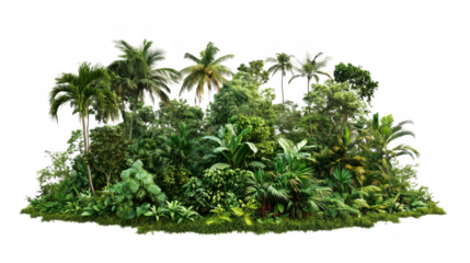 Lush tropical rainforest landscape featuring diverse green foliage and dense vegetation transparent background
