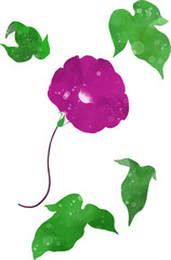 アサガオのイラスト素材