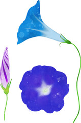 アサガオのイラスト素材