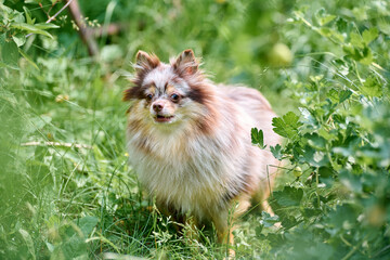 Obraz premium Vibrant sunlight bathes pomeranian spitz exploring dense greenery. Fluffy coat contrasts with verdant surroundings. Image captures playful curiosity, natural beauty