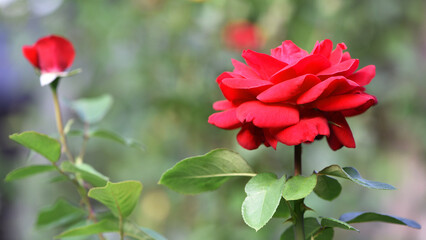 Red rose flower background. Red roses on a bush in the garden, close-up. Red rose flower, beautiful tender in the flowerbed. Red Rose, magic, Plant care, landscaping, holiday gift for a girl